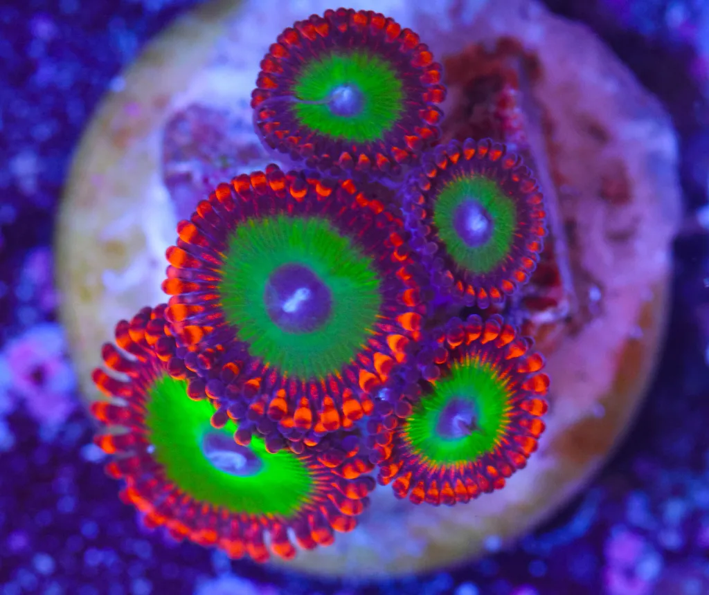 Frag Box Corals