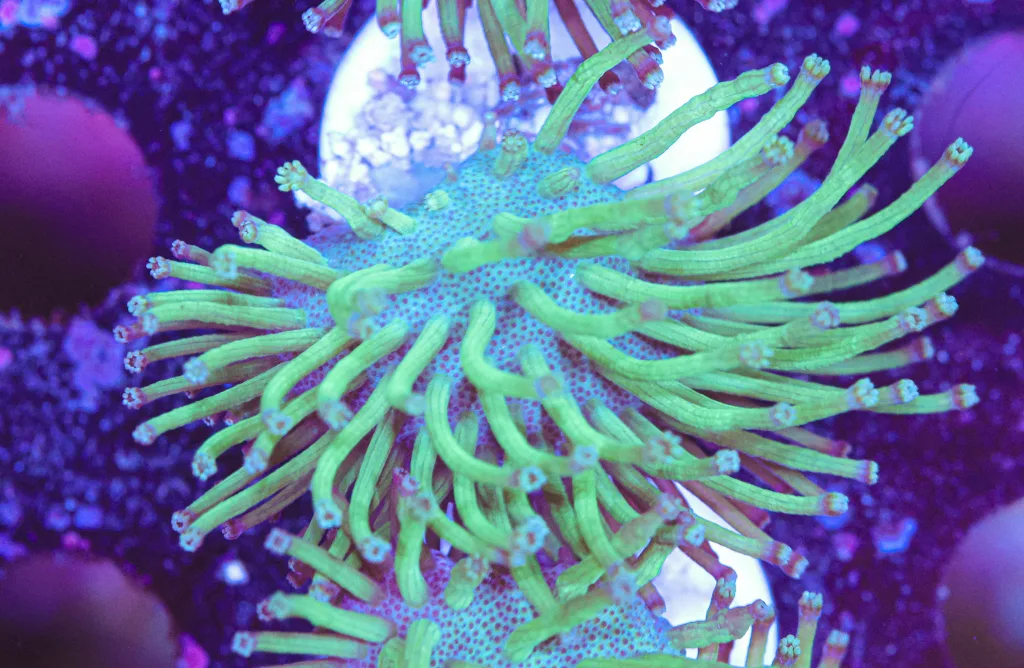 Frag Box Corals
