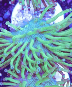 Long Tentacle Osaka Leather Frag (Row #30)