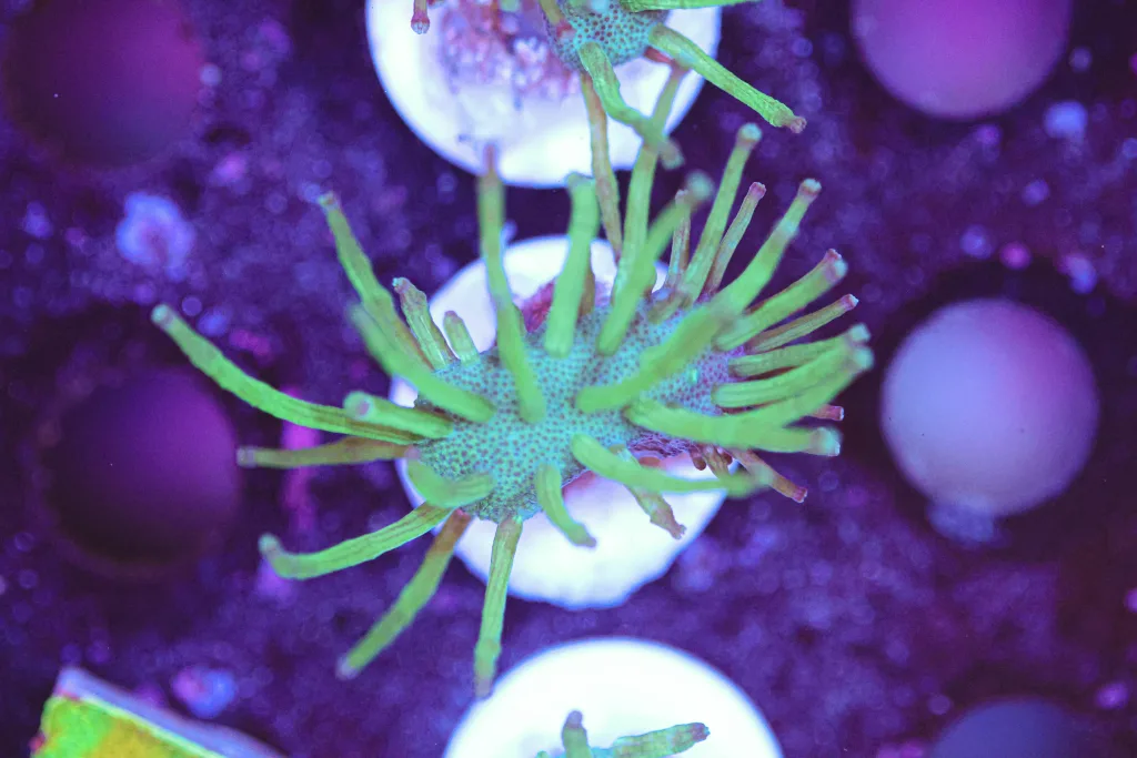 Frag Box Corals