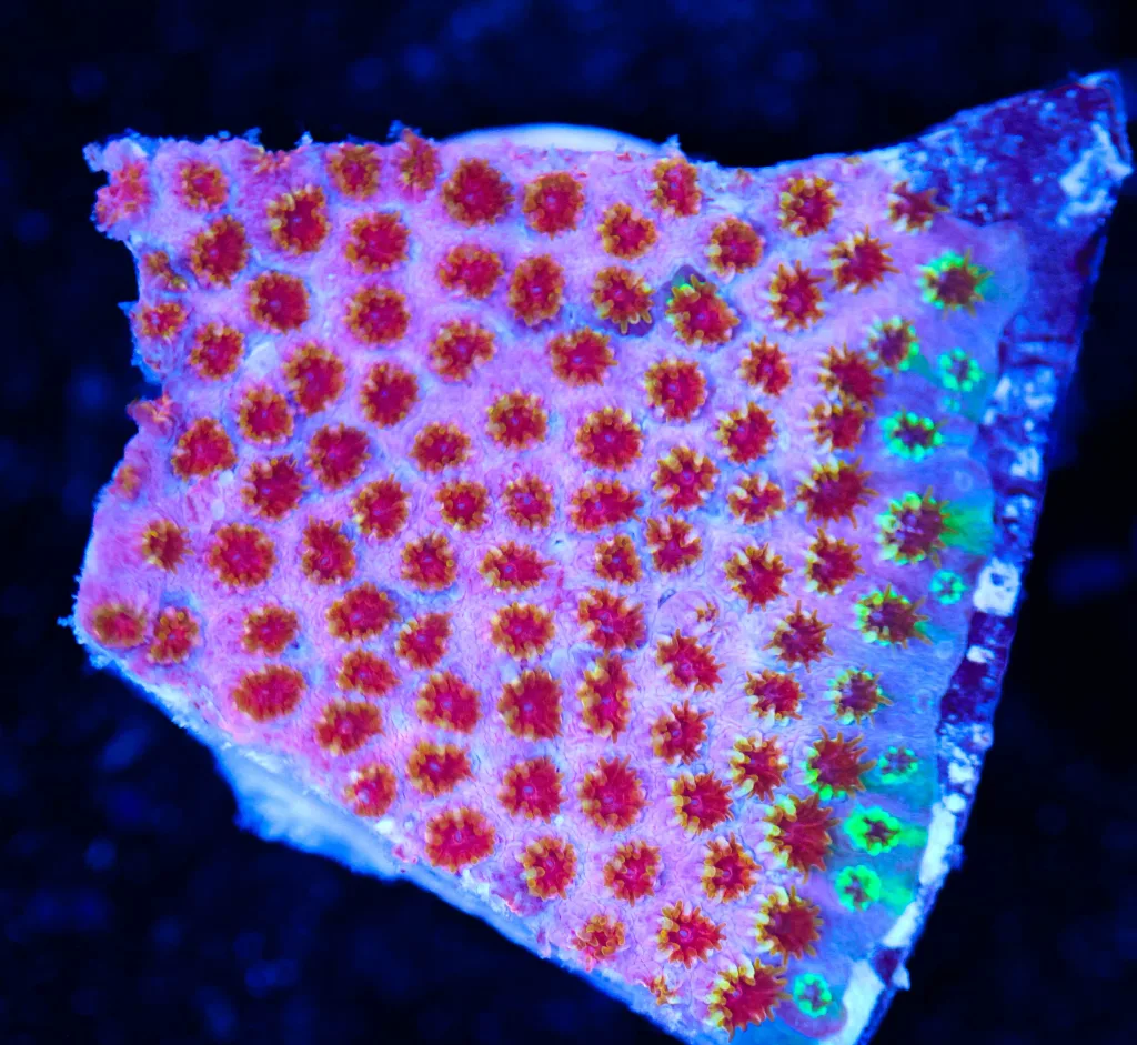 Frag Box Corals