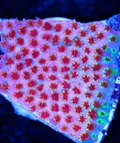 Skittle Bomb Cyphastrea Frag (Row #41)