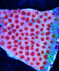 Skittle Bomb Cyphastrea Frag (Row #41:B)