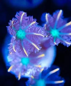Orange Clove Polyps Frag (Row #34)