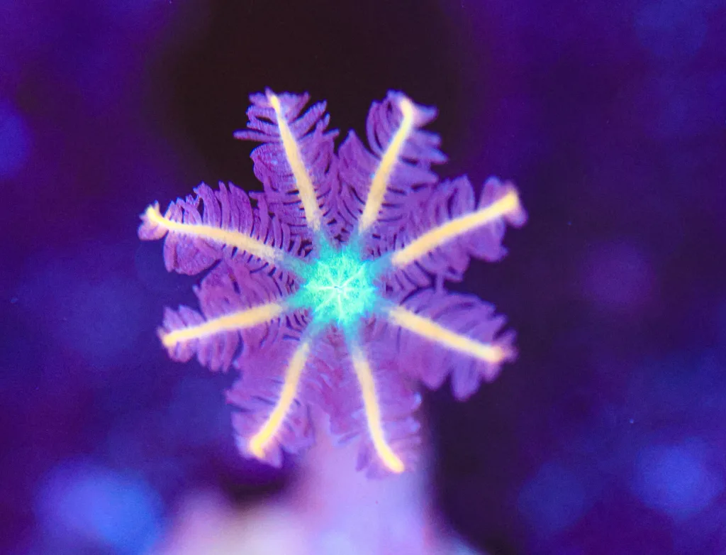 Frag Box Corals