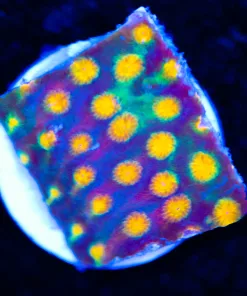 Party Crasher Cyphastrea Frag (Row #43)