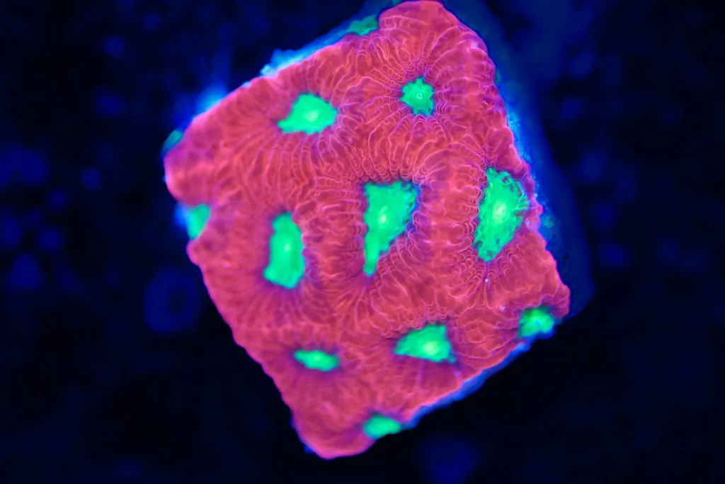 Frag Box Corals