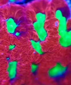 Large Watermelon Favia Frag (Row #49)