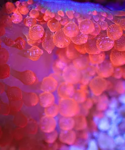 Wysiwyg Bubble Tip Anemone