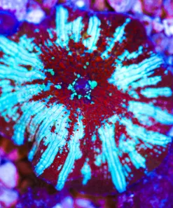 Wysiwyg Ultra Frosted Red Riding Hood Mushroom