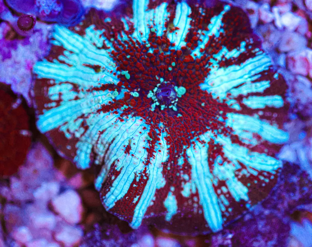 Frag Box Corals