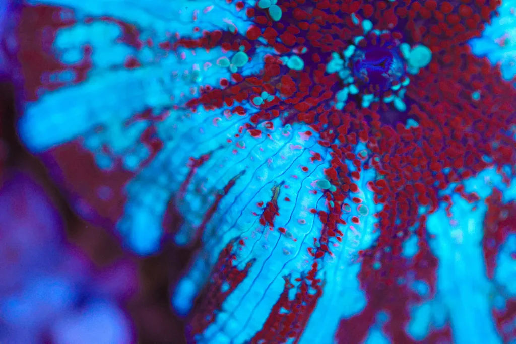 Frag Box Corals