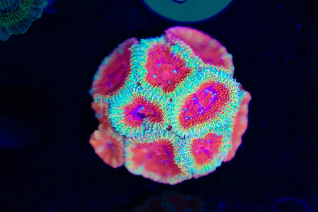 Frag Box Corals