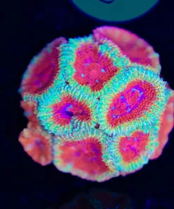 Wysiwyg Volcano Micromussa (Row #56: C )