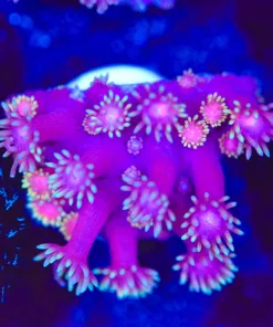 Small Pink Yellow Flowerpot Coral Frag  (Row #68:B)