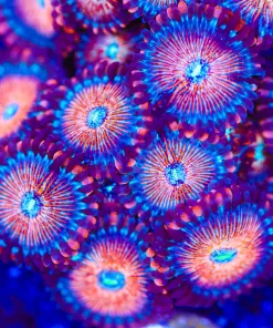 Wysiwyg Blue Agave Zoanthid Colony  (Row #70:B)