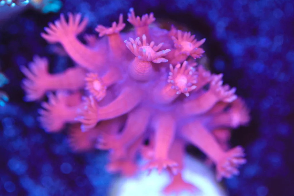 Frag Box Corals
