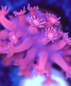 Pink Red Flowerpot Coral Frag (Row #73)