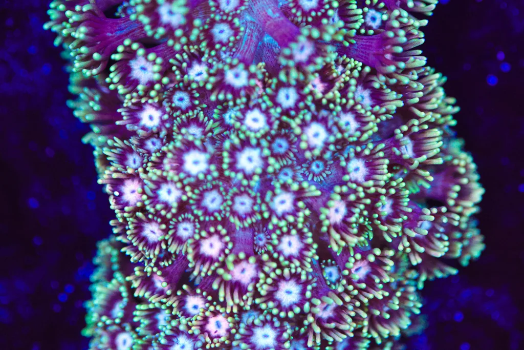 Frag Box Corals
