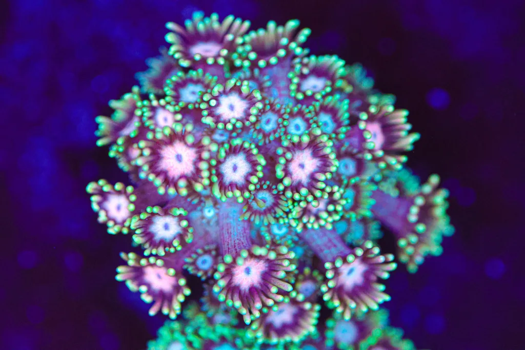 Frag Box Corals