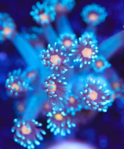 Blue Zeus Flower Frag (Row #74) * Free $25 TLF Gonipora Power Food With Purchase*