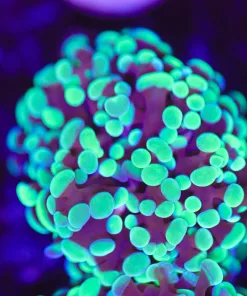 Two Tone Hammer Coral (Row #82)