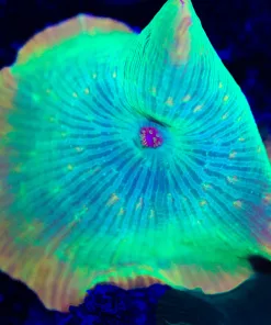 Lemon Discosma Mushroom Frag (Row #90) (PerlLeaF)