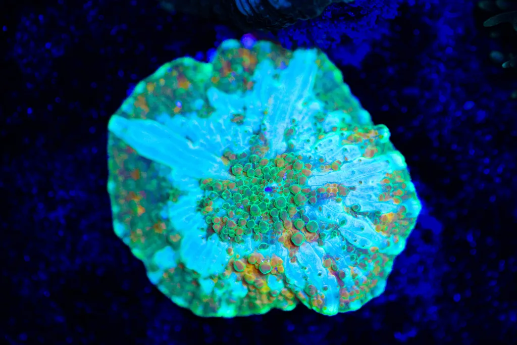 Frag Box Corals