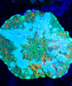 Frosted Green Lighting Mushroom (Row #93:B)