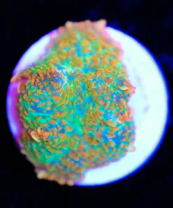 Ultra Rhodactis Mushroom Frag (Row #95:C)