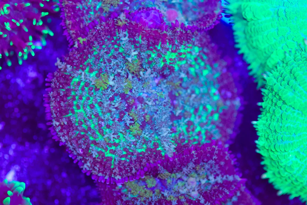 Frag Box Corals