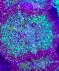 Persian Rug Rhodactis Mushroom (Row #91:C)