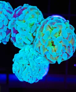 Ghostly Green Hammer Coral Frag (C1)