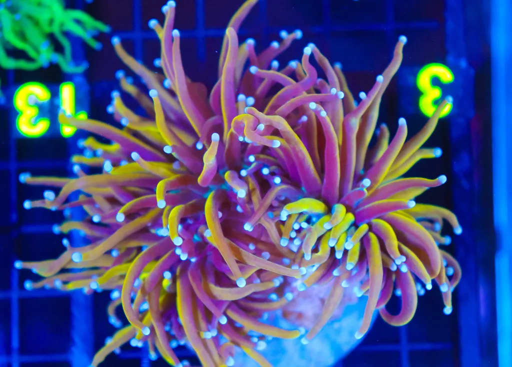 Frag Box Corals