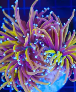 Wysiwyg Large Torch Coral Colony (C3) * Free shipping*