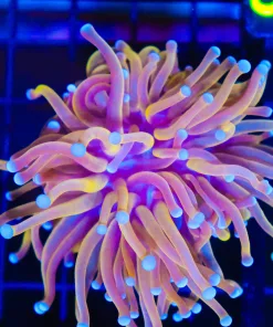 Wysiwyg Torch Coral (C4)