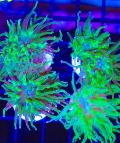 Green Plasma Torch Coral (C6)