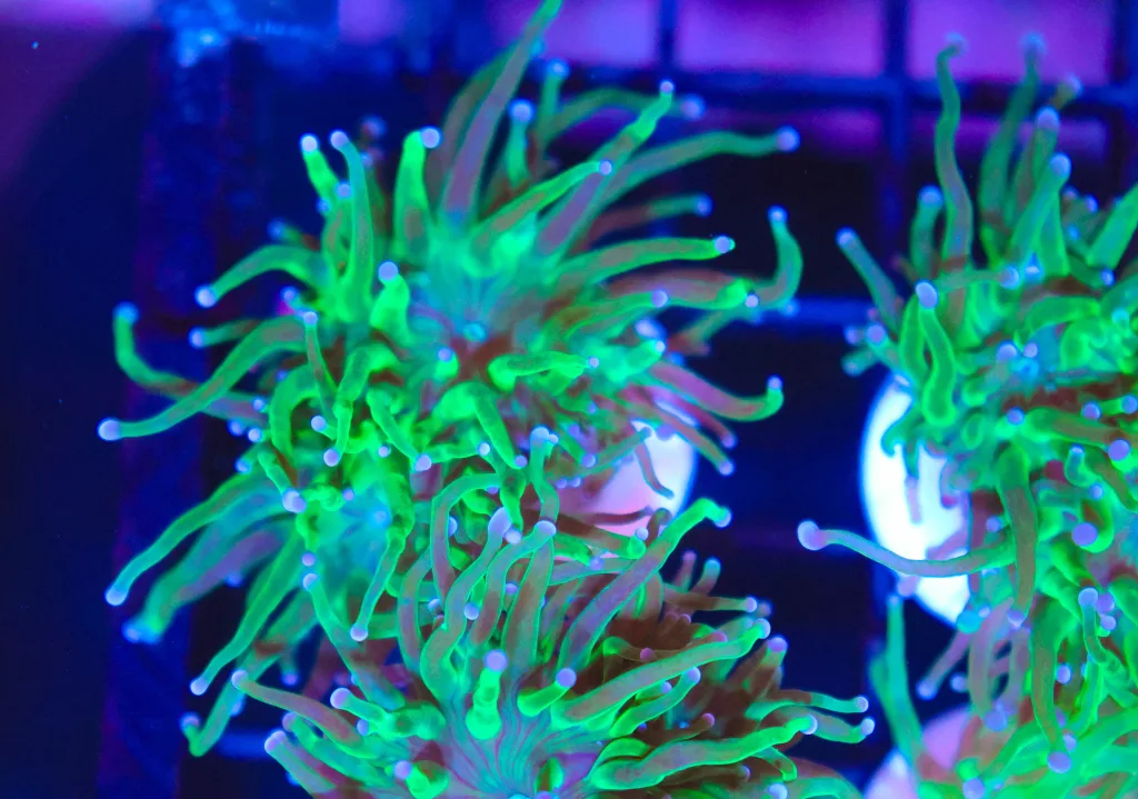 Frag Box Corals