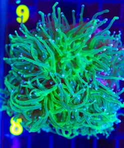 Wysiwyg Large Torch Coral Colony  (C8)
