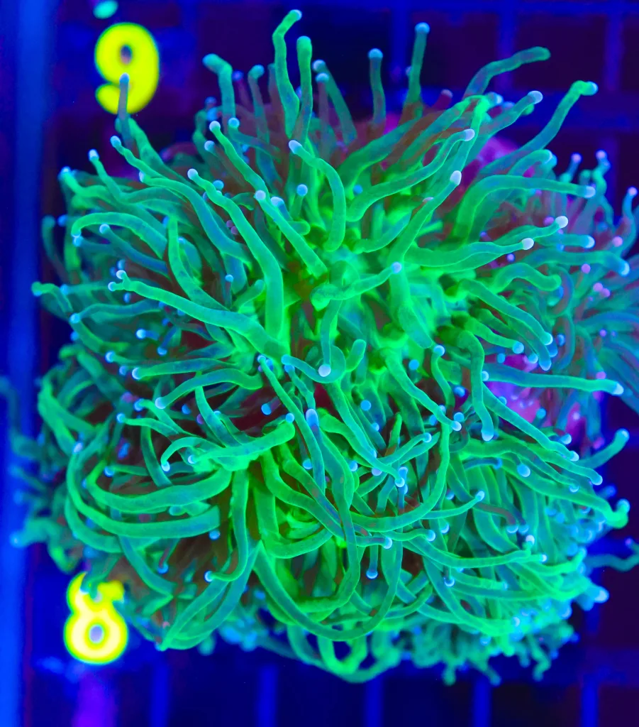 Frag Box Corals