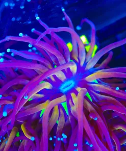 Golden Mouth Torch Coral  (C11)