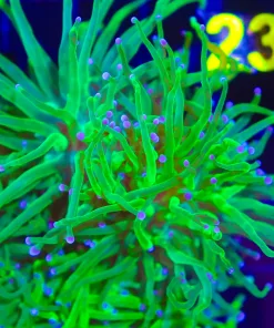 Green Hydra Torch Coral Frag ( (C12)