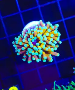 Wysiwyg Small Tiger Torch Coral Frag [F184]