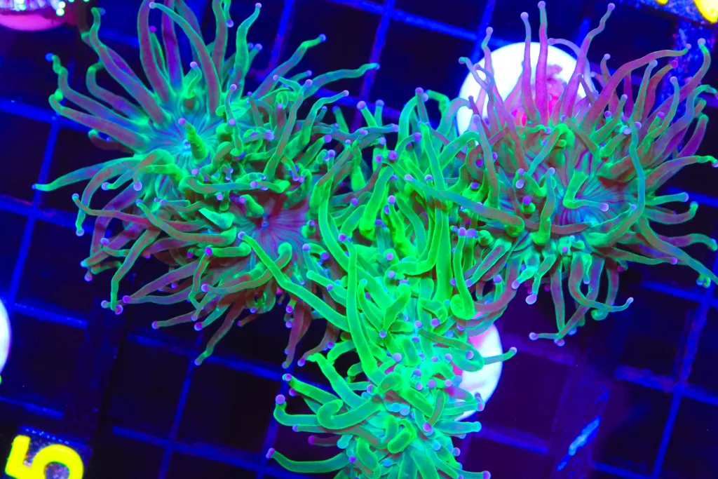 Frag Box Corals