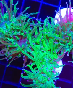 Ectoplasm Torch Coral Frag (C14)