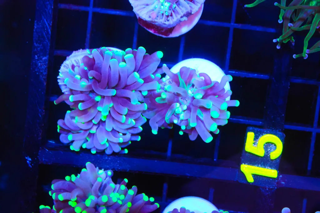 Frag Box Corals