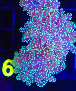 Yellow Octospawn Coral Frag (C16)