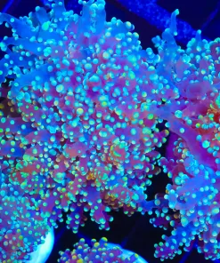 Golden Octospawn  (C17)