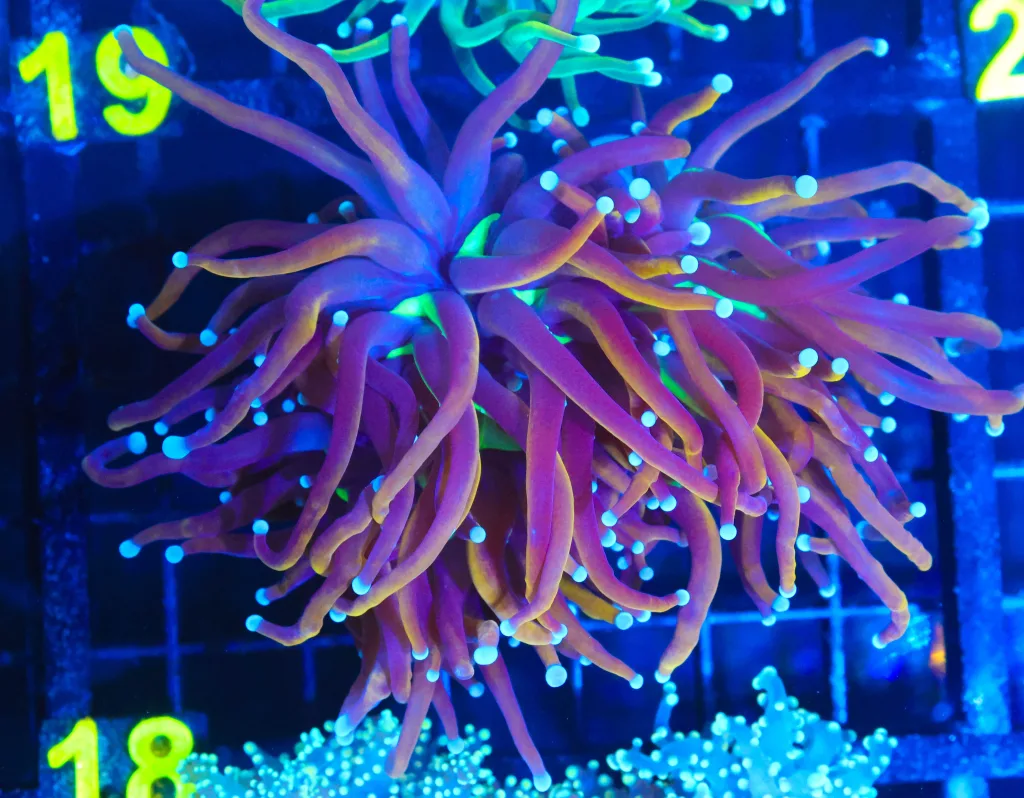 Frag Box Corals