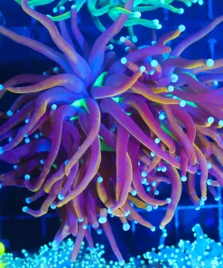 Wysiwyg Large Ultra Torch Coral   (C18)